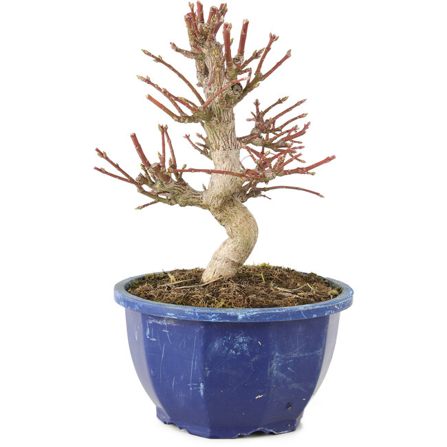 Euonymus alatus, 17 cm, ± 7 Jahre alt