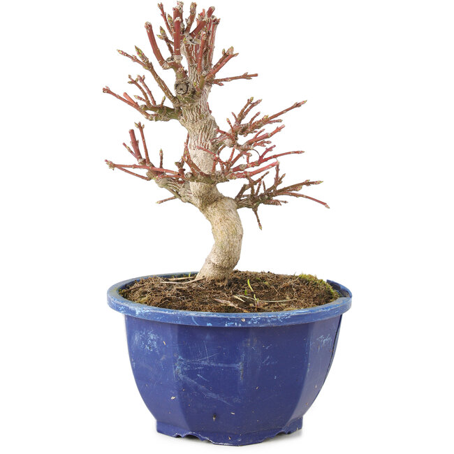 Euonymus alatus, 17 cm, ± 7 ans