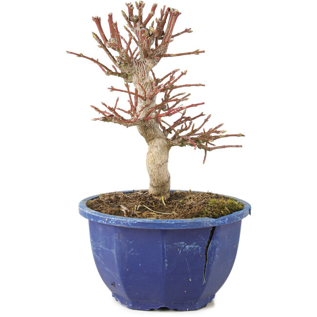 Euonymus alatus, 17 cm, ± 7 anni