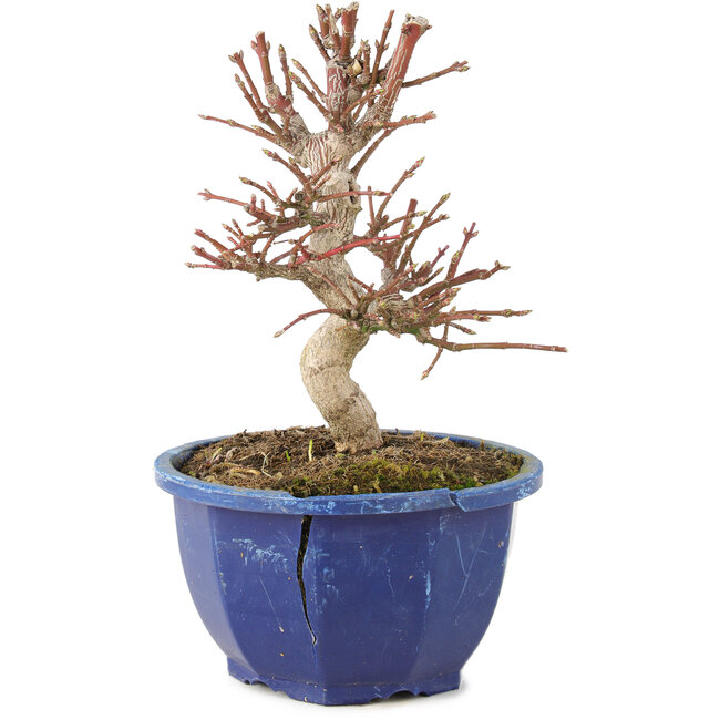 Euonymus alatus, 17 cm, ± 7 ans