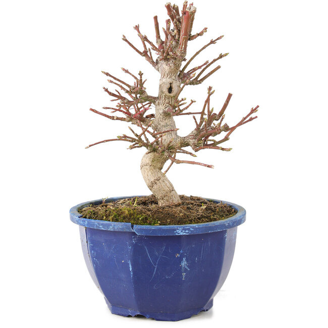 Euonymus alatus, 17 cm, ± 7 anni