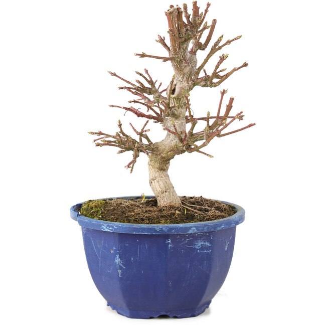 Euonymus alatus, 17 cm, ± 7 ans