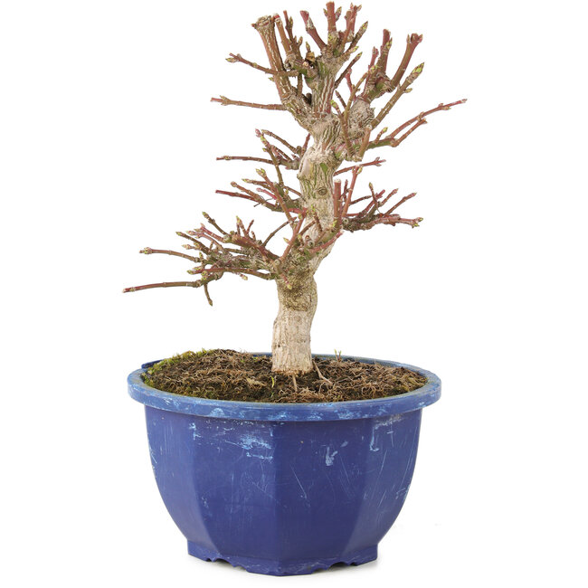 Euonymus alatus, 17 cm, ± 7 ans