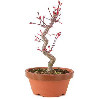 Acer palmatum Deshojo, 23 cm, ± 5 años