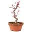 Acer palmatum Deshojo, 23 cm, ± 5 anni