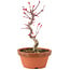 Acer palmatum Deshojo, 23 cm, ± 5 anni