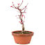 Acer palmatum Deshojo, 23 cm, ± 5 anni