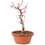 Acer palmatum Deshojo, 23 cm, ± 5 Jahre alt