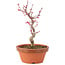 Acer palmatum Deshojo, 23 cm, ± 5 anni