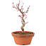 Acer palmatum Deshojo, 23 cm, ± 5 Jahre alt