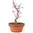 Acer palmatum Deshojo, 23 cm, ± 5 Jahre alt