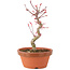 Acer palmatum Deshojo, 23 cm, ± 5 Jahre alt