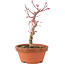 Acer palmatum Deshojo, 23 cm, ± 5 anni