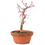 Acer palmatum Deshojo, 23 cm, ± 5 years old