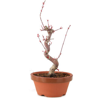 Acer palmatum Deshojo, 22 cm, ± 5 years old