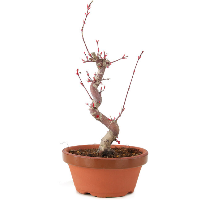 Acer palmatum Deshojo, 22 cm, ± 5 anni