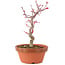 Acer palmatum Deshojo, 23 cm, ± 5 anni