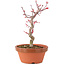 Acer palmatum Deshojo, 23 cm, ± 5 Jahre alt