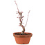 Acer palmatum Deshojo, 22 cm, ± 5 anni