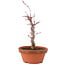 Acer palmatum Deshojo, 22 cm, ± 5 anni