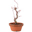 Acer palmatum Deshojo, 22 cm, ± 5 Jahre alt