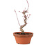 Acer palmatum Deshojo, 22 cm, ± 5 anni