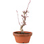 Acer palmatum Deshojo, 22 cm, ± 5 Jahre alt