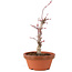 Acer palmatum Deshojo, 22 cm, ± 5 anni