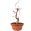 Acer palmatum Deshojo, 22 cm, ± 5 anni