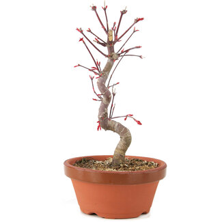 Acer palmatum Deshojo, 26 cm, ± 5 anni