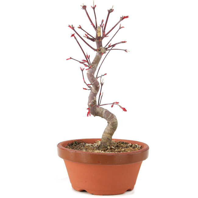 Acer palmatum Deshojo, 26 cm, ± 5 anni