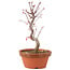 Acer palmatum Deshojo, 26 cm, ± 5 anni