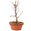 Acer palmatum Deshojo, 26 cm, ± 5 anni