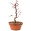 Acer palmatum Deshojo, 26 cm, ± 5 anni