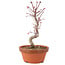 Acer palmatum Deshojo, 26 cm, ± 5 anni