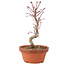 Acer palmatum Deshojo, 26 cm, ± 5 Jahre alt