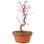 Acer palmatum Deshojo, 26 cm, ± 5 anni