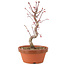 Acer palmatum Deshojo, 26 cm, ± 5 years old