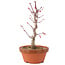 Acer palmatum Deshojo, 26 cm, ± 5 anni