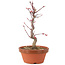 Acer palmatum Deshojo, 26 cm, ± 5 anni