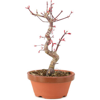 Acer palmatum Deshojo, 25 cm, ± 5 years old