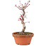 Acer palmatum Deshojo, 25 cm, ± 5 years old