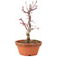 Acer palmatum Deshojo, 25 cm, ± 5 years old