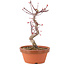 Acer palmatum Deshojo, 25 cm, ± 5 years old