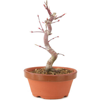 Acer palmatum Deshojo, 21 cm, ± 5 anni