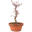 Acer palmatum Deshojo, 25 cm, ± 5 years old