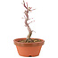 Acer palmatum Deshojo, 21 cm, ± 5 anni