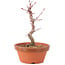 Acer palmatum Deshojo, 21 cm, ± 5 anni