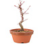 Acer palmatum Deshojo, 21 cm, ± 5 Jahre alt