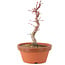 Acer palmatum Deshojo, 21 cm, ± 5 anni